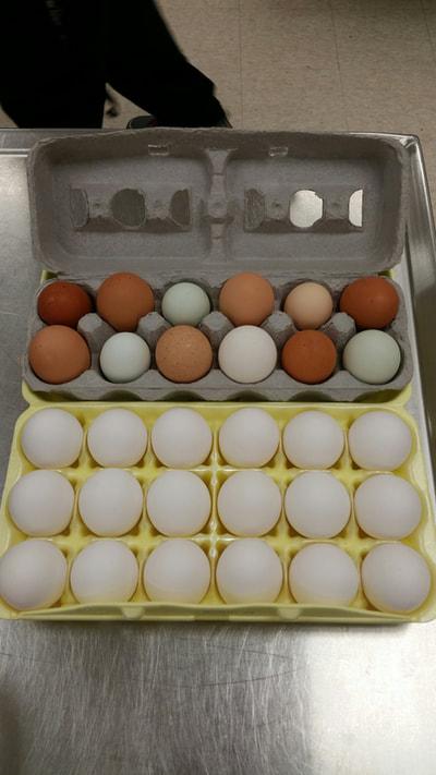 another picture of 1 doz brown eggs vs. 18 doz white eggs