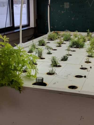 Herbs being grown in a classroom at Rising Stars Academy.