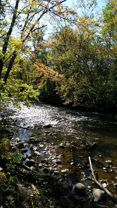 Picture of the stream and woods.